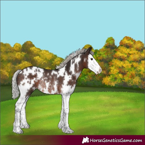 Horse Color:White Spotted Silver Brown Sabino Splash Rabicano 