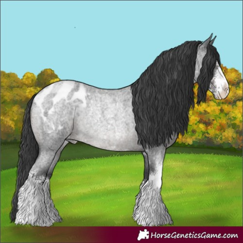 Horse Color:Blue Roan Sabino Appaloosa Rabicano 