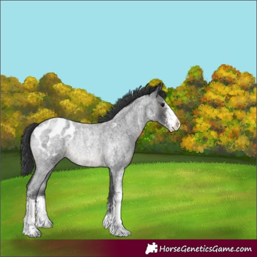 Horse Color:Blue Roan Sabino Appaloosa Rabicano 