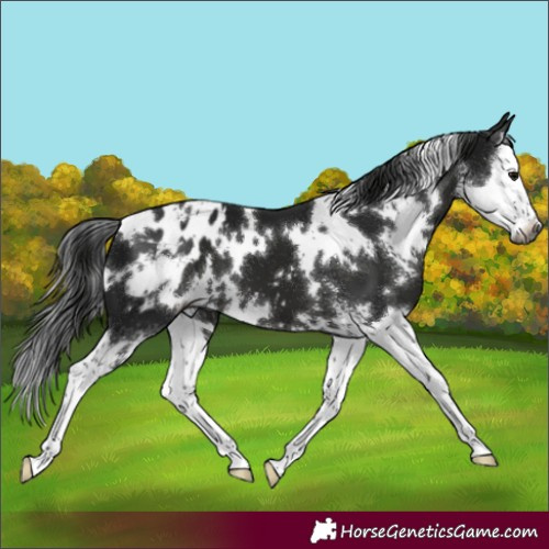 Horse Color:Gray White Spotted Black Sabino Splash Blanket