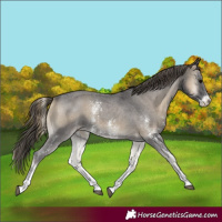 Horse Color:Smoky Blue Onyx Sabino Appaloosa