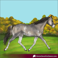 Horse Color:Smoky Blue Onyx Sabino Appaloosa