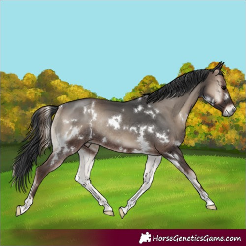 Horse Color:White Spotted Blue Onyx Rabicano
