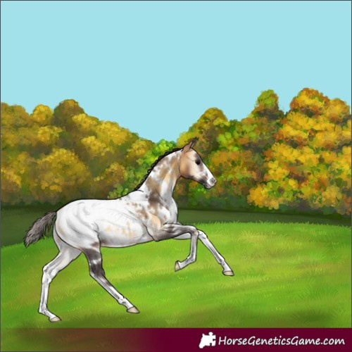Horse Color:White Spotted Buckskin Onyx Appaloosa