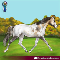 Horse Color:White Spotted Buckskin Onyx Snowcap
