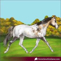 Horse Color:White Spotted Buckskin Onyx Appaloosa