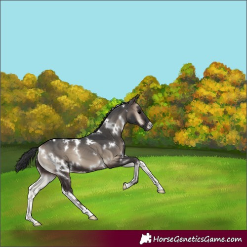 Horse Color:White Spotted Blue Onyx 