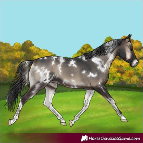 Horse Color:White Spotted Blue Onyx 