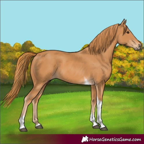 Horse Color:Unknown 