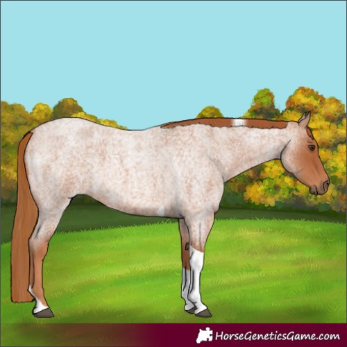 Horse Color:Red Roan Tobiano 