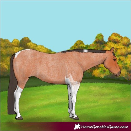 Horse Color:Bay Roan Tobiano