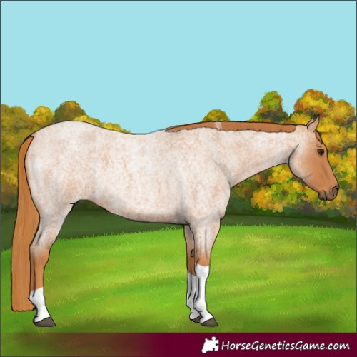 Horse Color:Red Roan Tobiano 