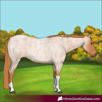 Horse Color:Red Roan Tobiano