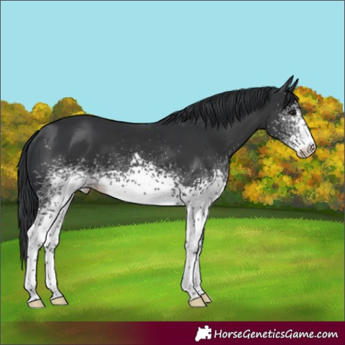 Horse Color:White Spotted Black 