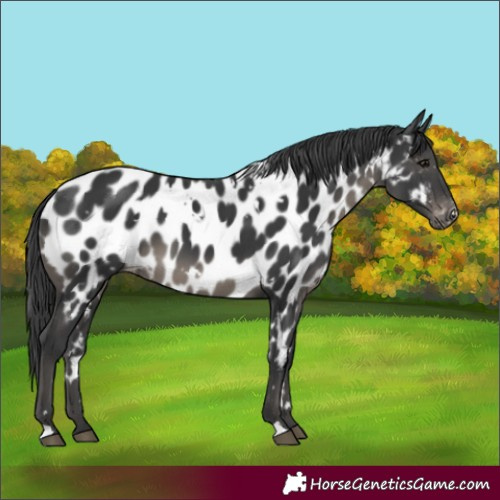 Horse Color:White Spotted Black Appaloosa