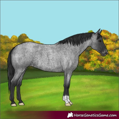 Horse Color:Blue Roan Appaloosa 