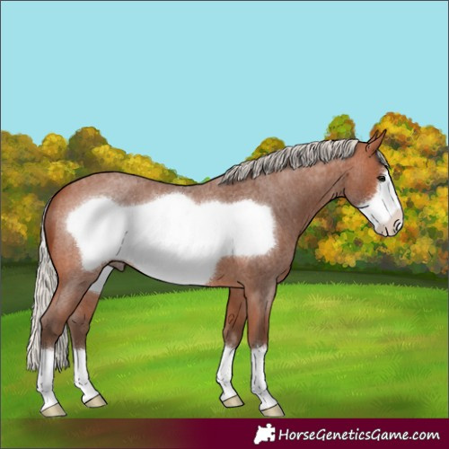 Horse Color:Silver Bay Roan Frame 