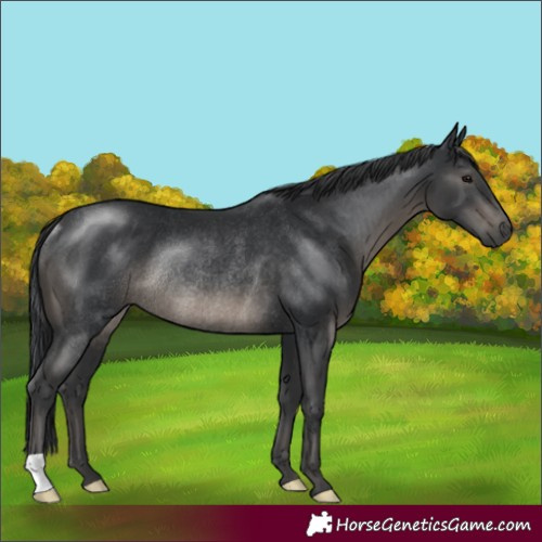 Horse Color:Black Rabicano