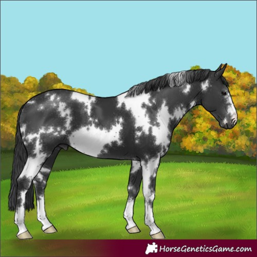 Horse Color:White Spotted Black 