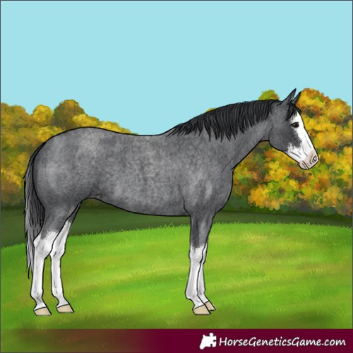 Horse Color:Blue Roan Splash 