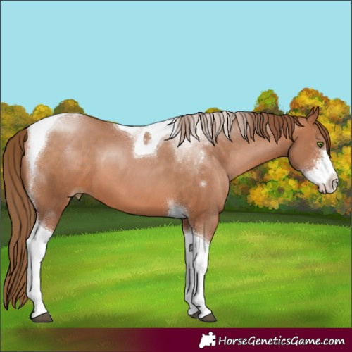 Horse Color:Brown Pearl Sabino Tobiano 