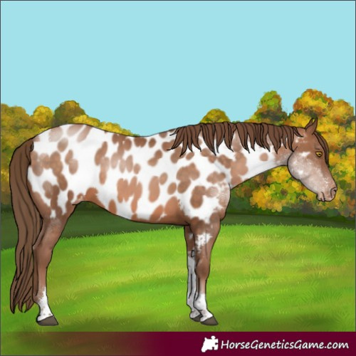 Horse Color:Brown Pearl Tobiano Appaloosa 