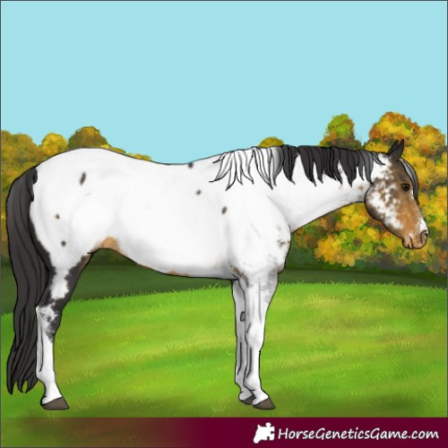 Horse Color:Buckskin Tobiano Appaloosa 