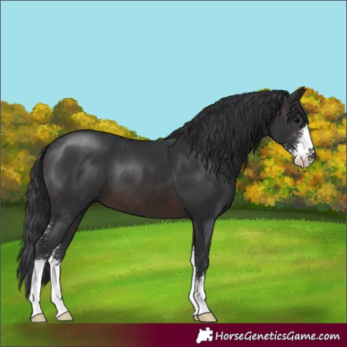 Horse Color:Brown Sabino