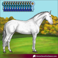 Horse Color:Black Sabino Rabicano