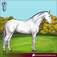 Horse Color:Black Sabino Rabicano 