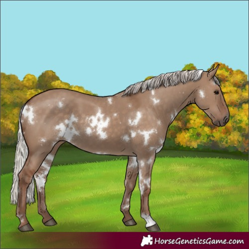 Horse Color:White Spotted Silver Grullo 
