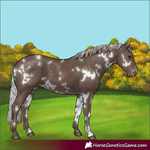 Horse Color:White Spotted Silver Black Appaloosa 