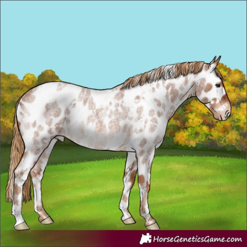 Horse Color:White Spotted Red Roan Appaloosa Rabicano