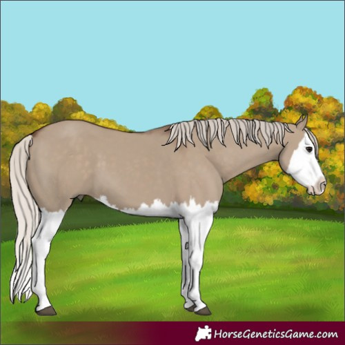 Horse Color:Silver Grullo Splash