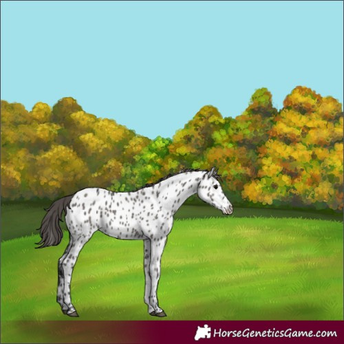 Horse Color:Grullo Appaloosa