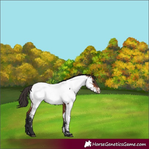 Horse Color:Bay Appaloosa 