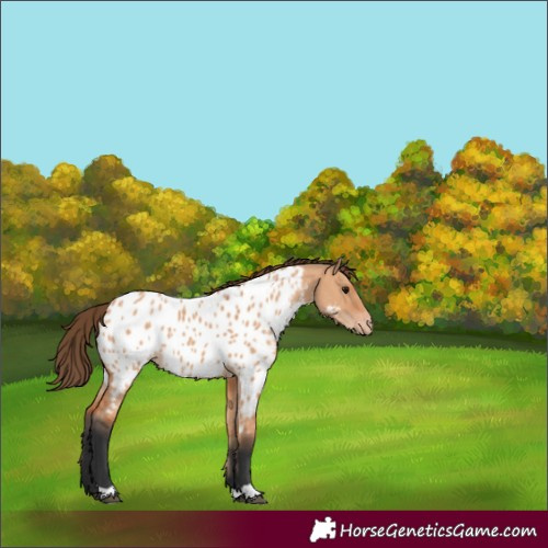 Horse Color:Bay Dun Appaloosa