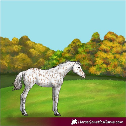 Horse Color:Bay Dun Appaloosa 