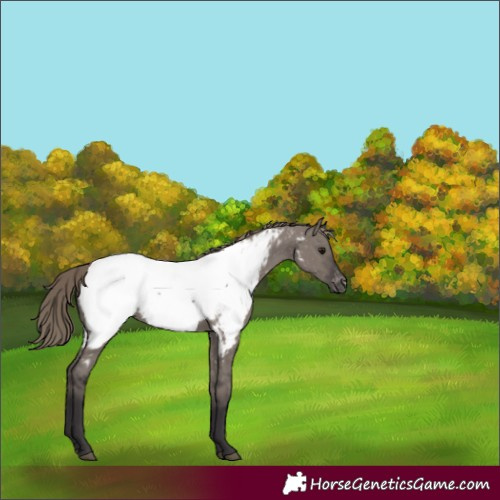 Horse Color:Smoky Grullo Appaloosa 