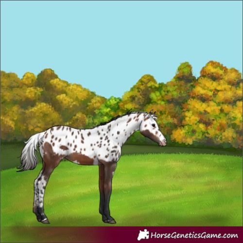 Horse Color:Bay Skewed Appaloosa 