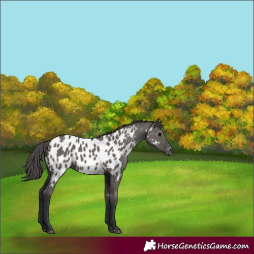 Horse Color:Grullo Appaloosa 