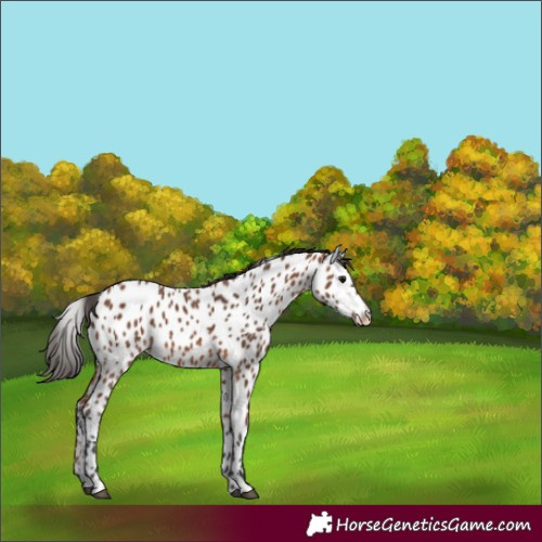 Horse Color:Bay Appaloosa 