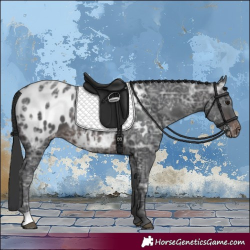 Horse Color:Brown Ice Appaloosa