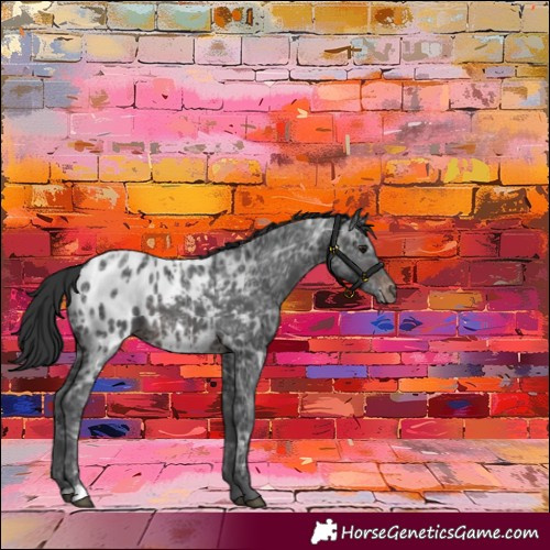 Horse Color:Brown Ice Appaloosa 