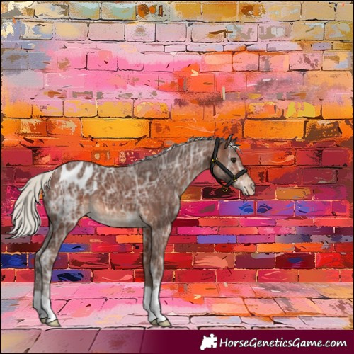 Horse Color:Silver Brown Ice Appaloosa