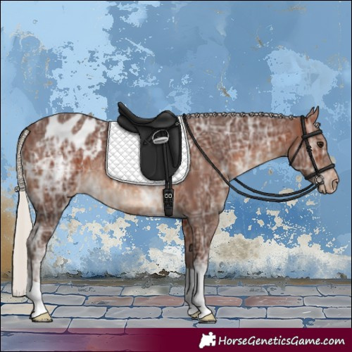 Horse Color:Silver Brown Ice Appaloosa