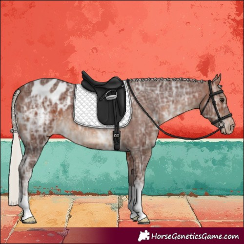 Horse Color:Silver Brown Ice Appaloosa 