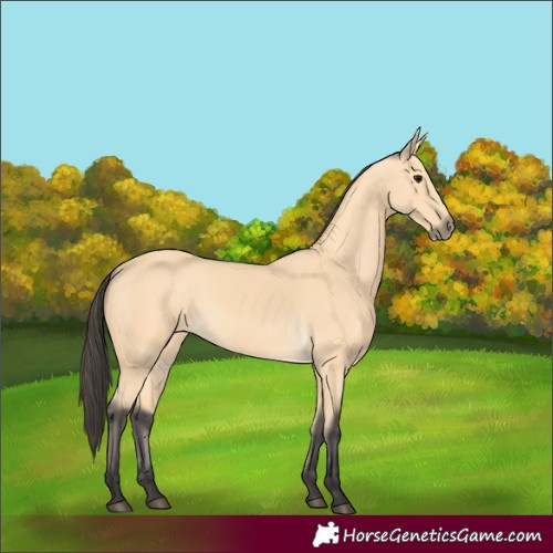 Horse Color:Buckskin 