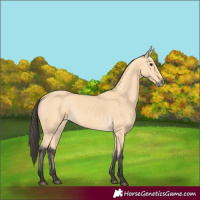 Horse Color:Buckskin 