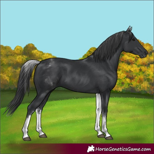 Horse Color:White Spotted Black 